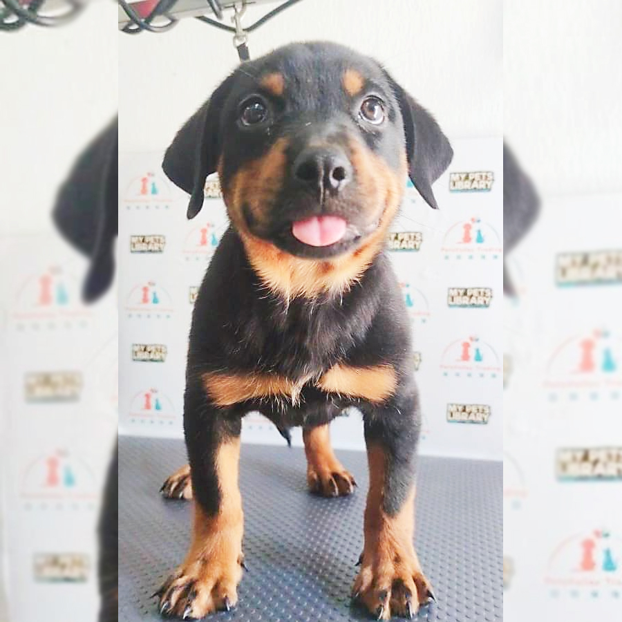 Rottweiler Puppy (Female) For Sale