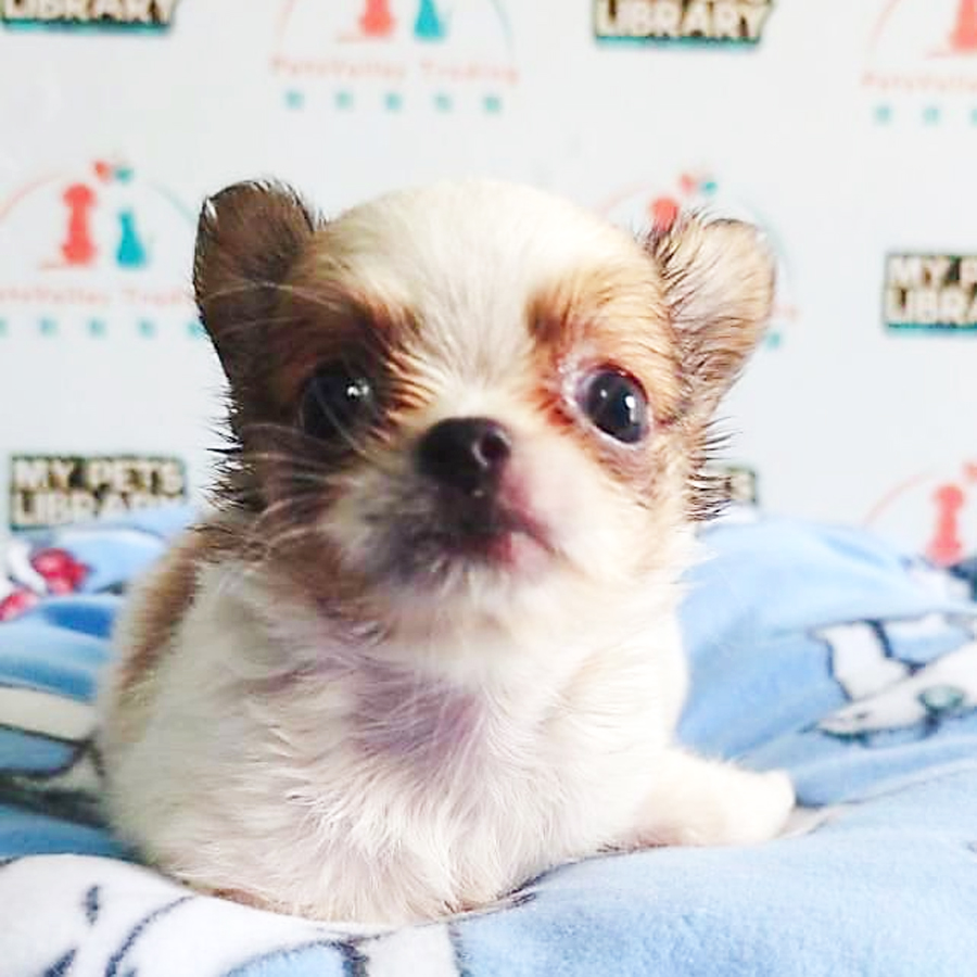 Chihuahua Puppy (Female) For Sale