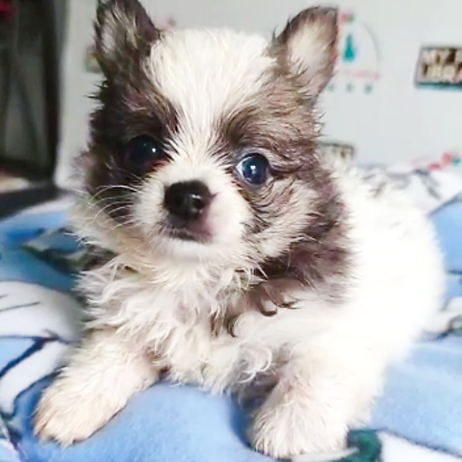 Chihuahua Puppy (Male) For Sale