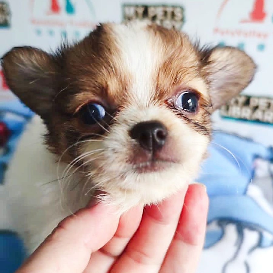 Chihuahua Puppy (Female) For Sale