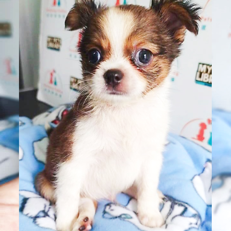 Chihuahua Puppy (Male) For Sale
