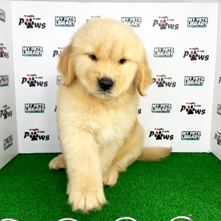 Golden Retriever Puppy (Female) For Sale
