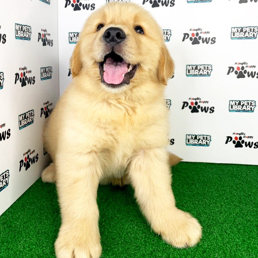 Golden Retriever Puppy (Male) For Sale