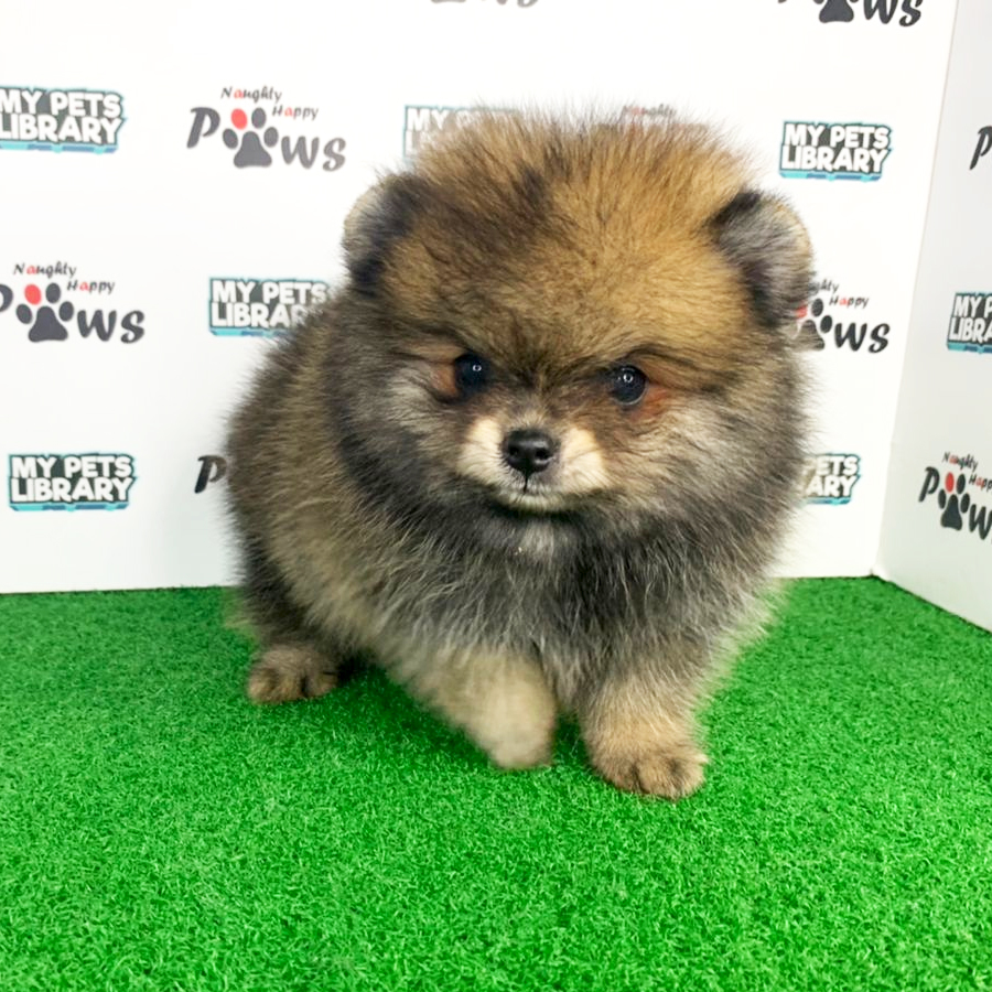 Pomeranian Puppy (Female) For Sale