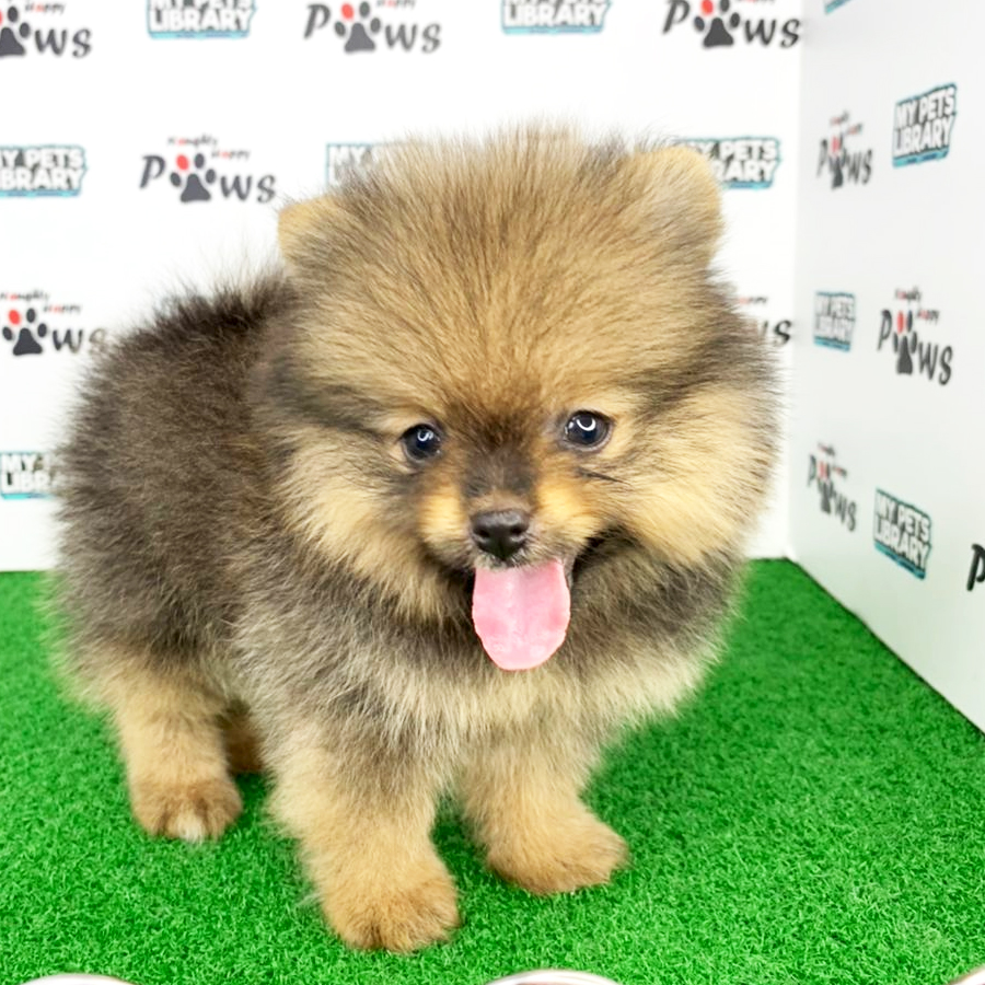Pomeranian Puppy (Female) For Sale