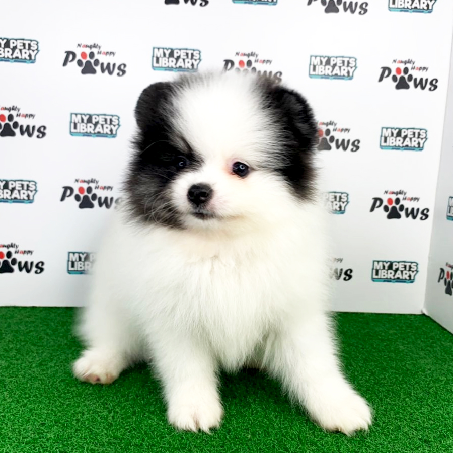 Pomeranian Puppy (Female) For Sale