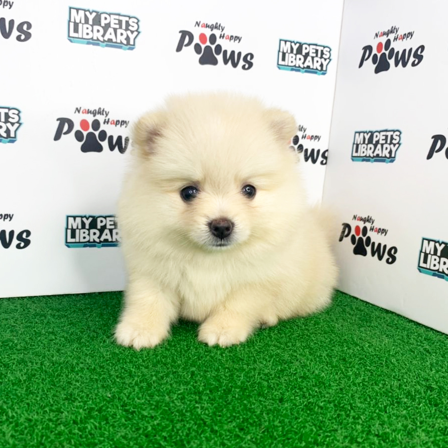 Pomeranian Puppy (Female) For Sale