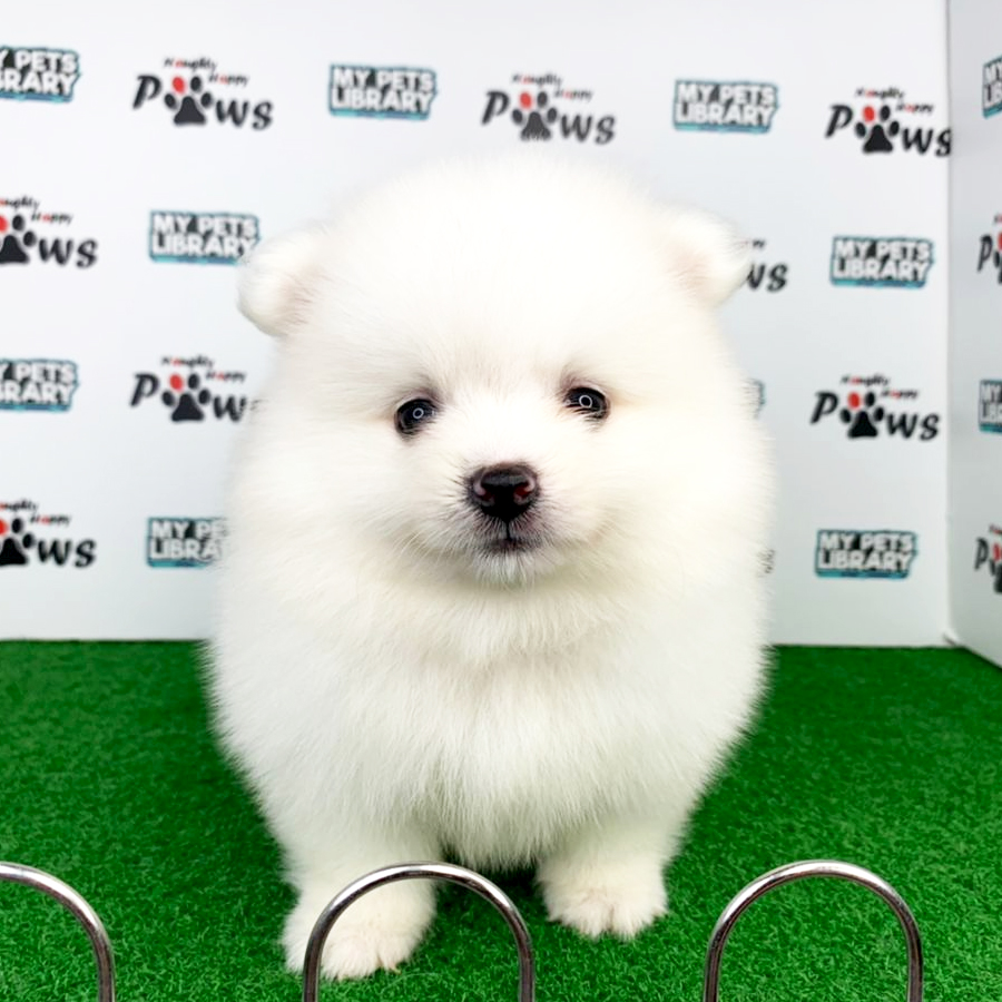 Pomeranian Puppy (Male) For Sale