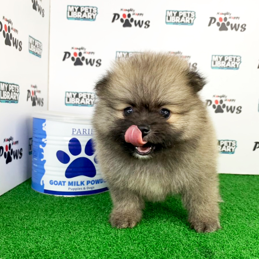 Pomeranian Puppy (Female) For Sale