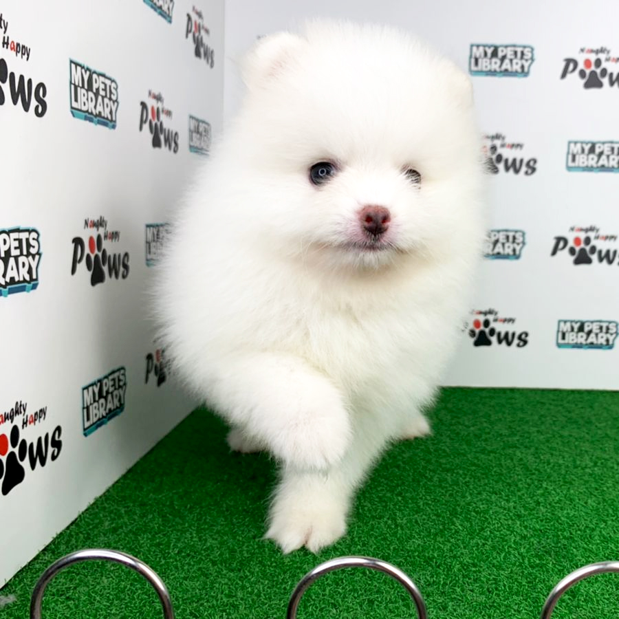Pomeranian Puppy (Male) For Sale