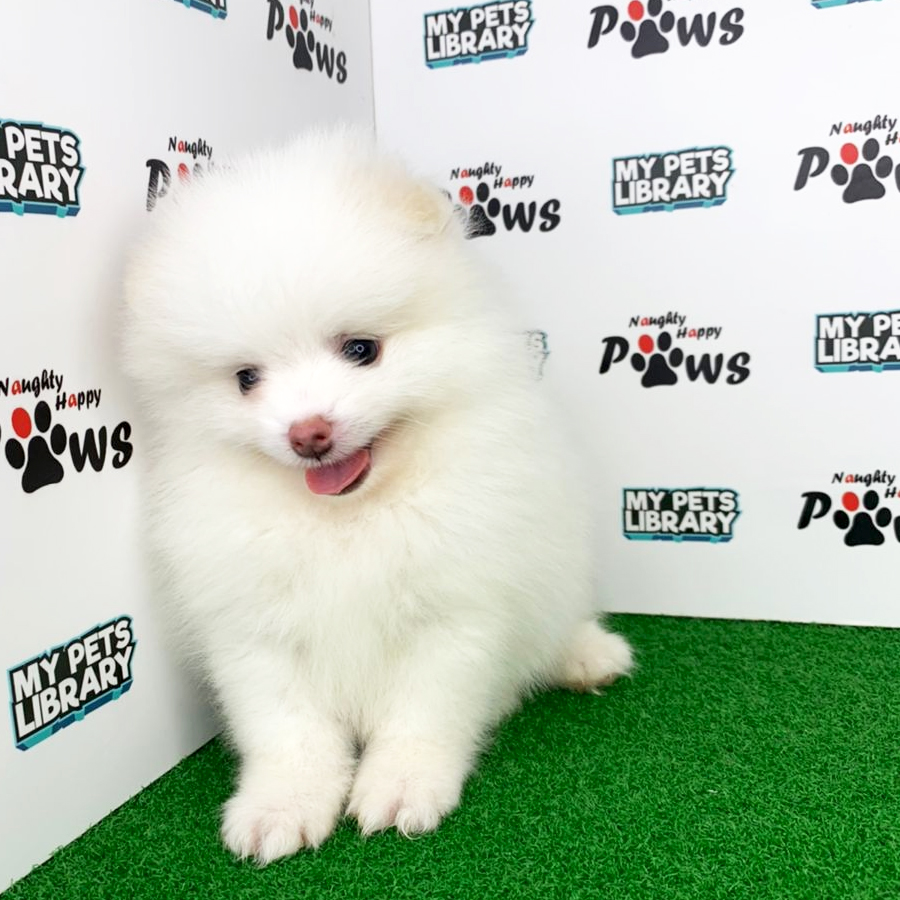 Pomeranian Puppy (Male) For Sale