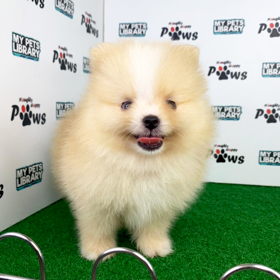 Pomeranian Puppy (Male) For Sale