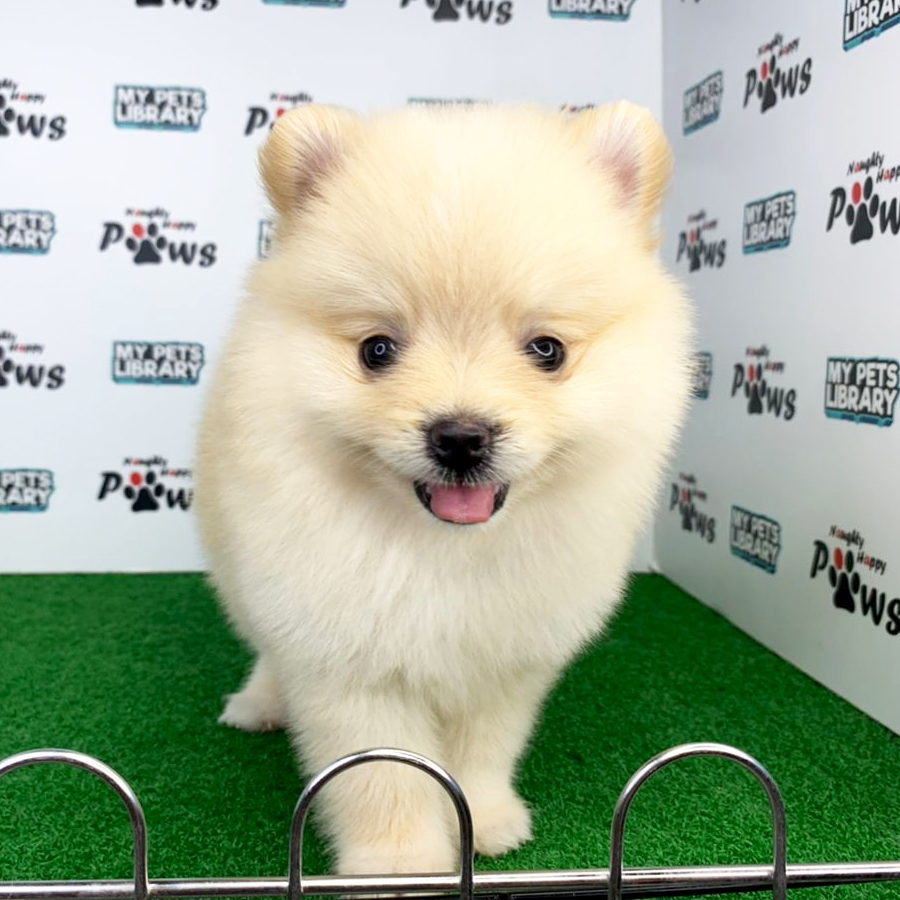 Pomeranian Puppy (Male) For Sale