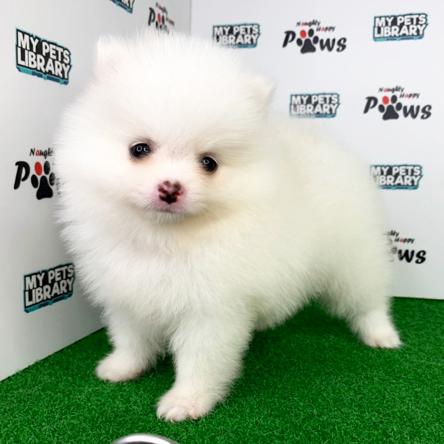 Pomeranian Puppy (Male) For Sale
