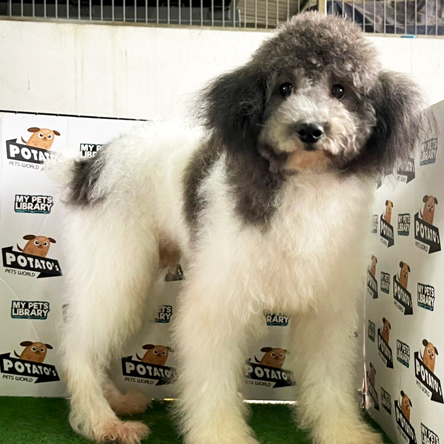 Giant Poodle Puppy (Male) For Sale