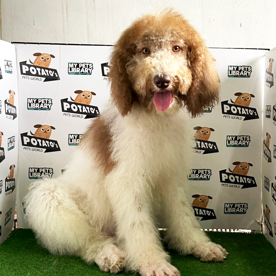 Giant Poodle Puppy (Female) For Sale