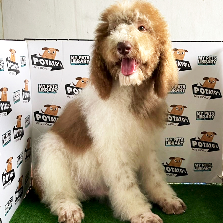 Giant Poodle Puppy (Male) For Sale