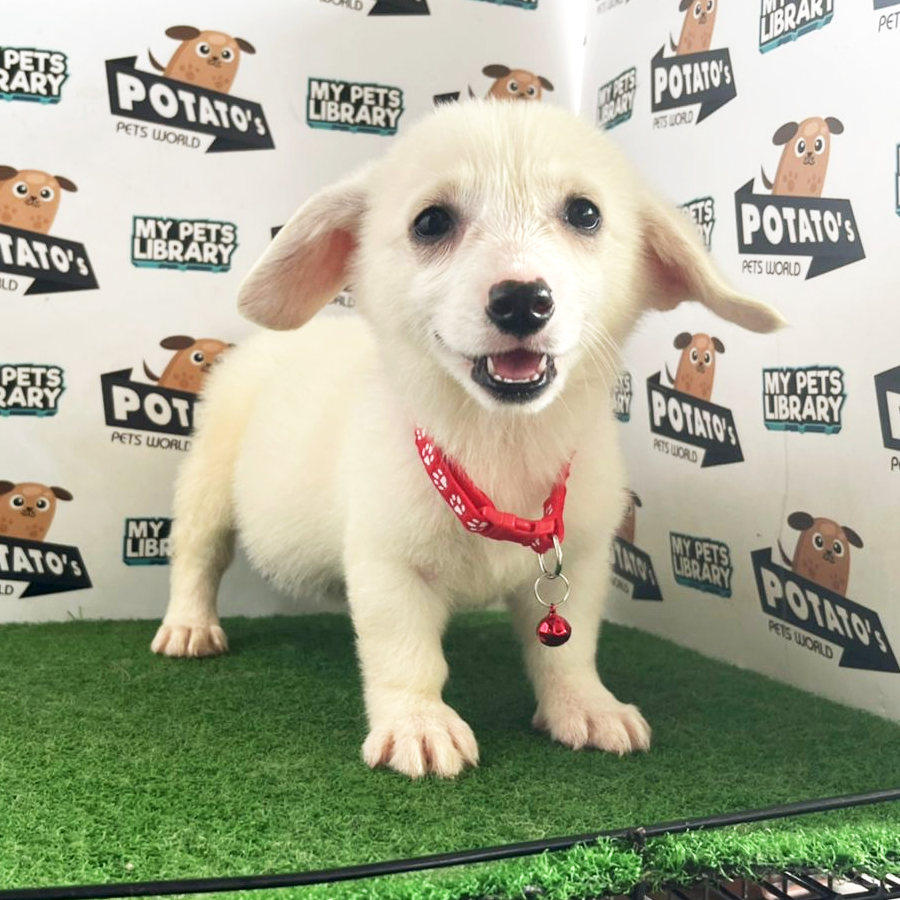 Welsh Corgi Puppy (Female) For Sale