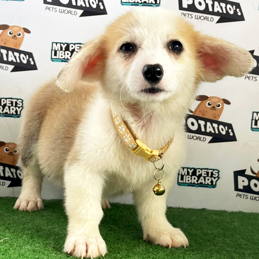 Welsh Corgi Puppy (Female) For Sale