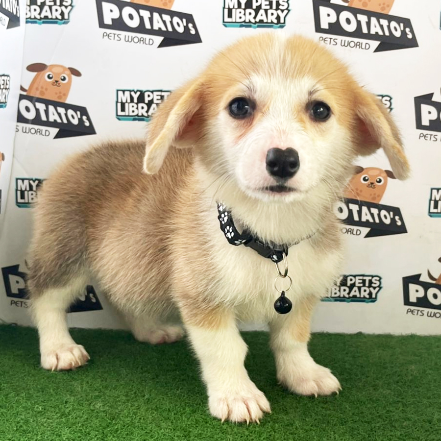 Welsh Corgi Puppy (Female) For Sale