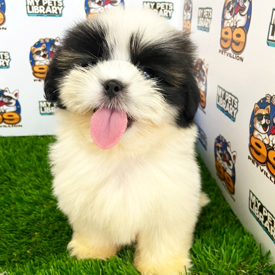 Tiny Shih Tzu Puppy (Female) For Sale