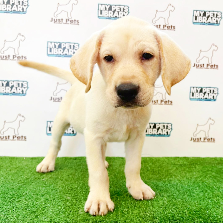 Labrador Puppy (Male) For Sale