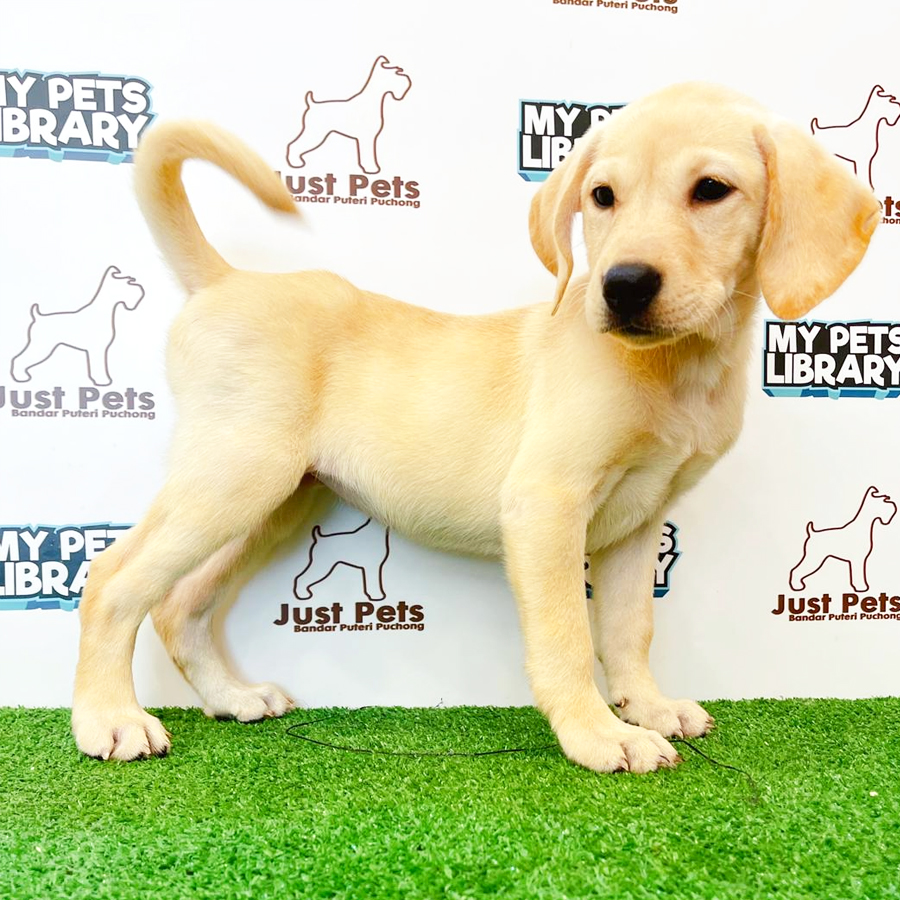 Labrador Puppy (Female) For Sale