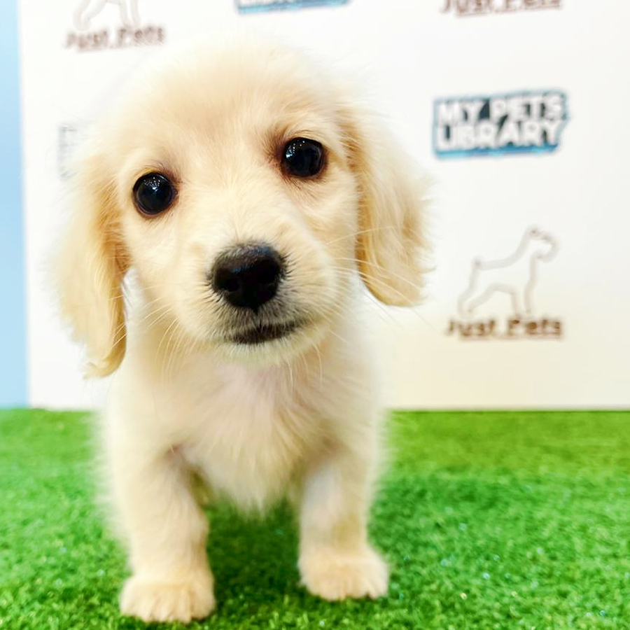 Taiwan Imported Dachshund Puppy (Male) For Sale