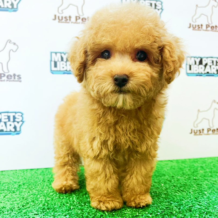 Taiwan Imported Toy Poodle Puppy (Male) For Sale