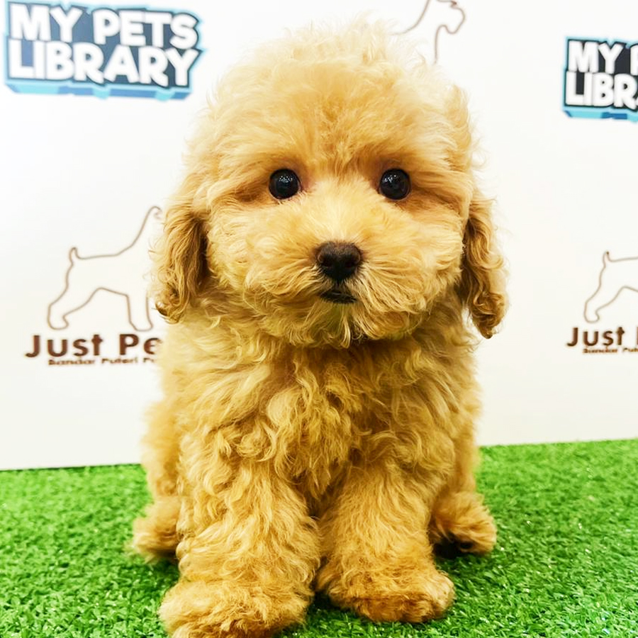 Taiwan Imported Toy Poodle Puppy (Male) For Sale