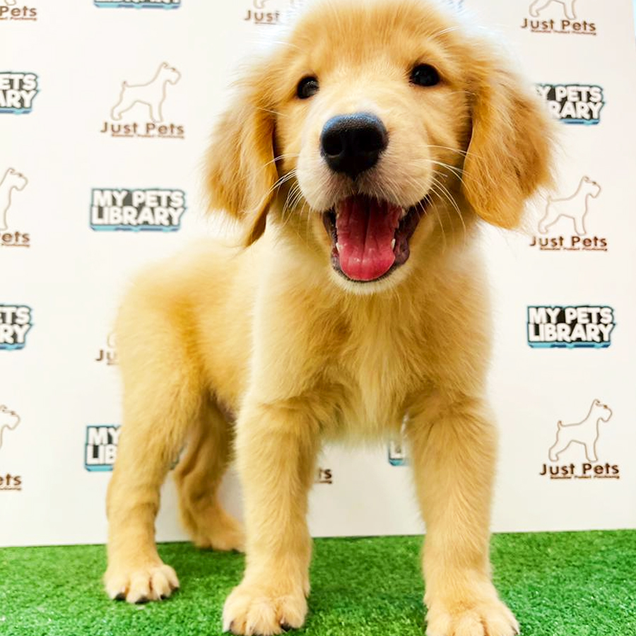 Golden Retriever Puppy (Male) For Sale
