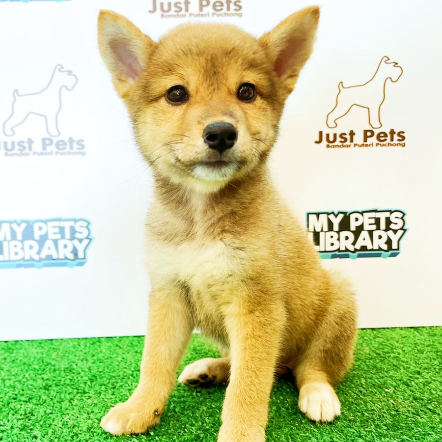 Taiwan Imported Shiba Inu Puppy (Male) For Sale