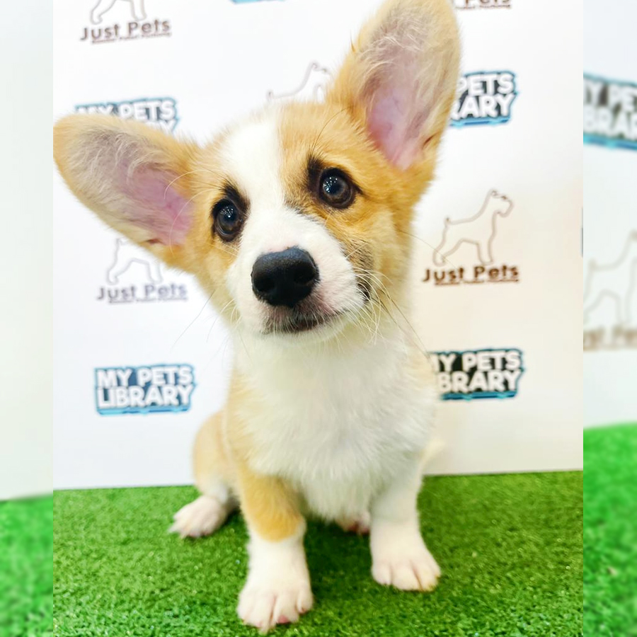 Taiwan Imported Welsh Corgi Puppy (Female) For Sale