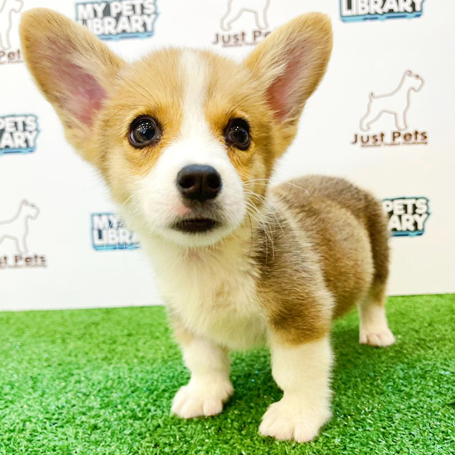 Taiwan Imported Welsh Corgi Puppy (Male) For Sale