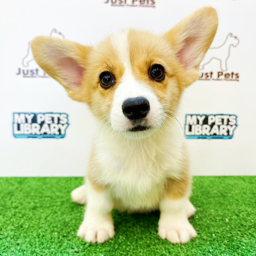 Taiwan Imported Welsh Corgi Puppy (Female) For Sale