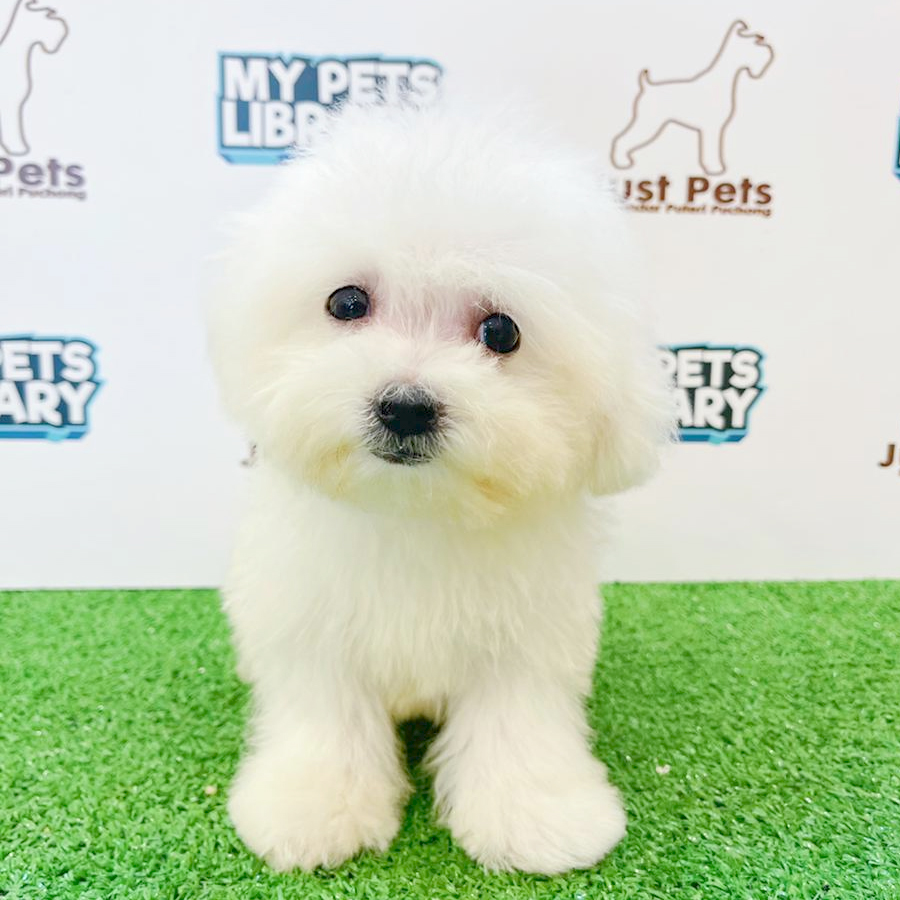 Taiwan Imported Bichon Frise Puppy (Male) For Sale