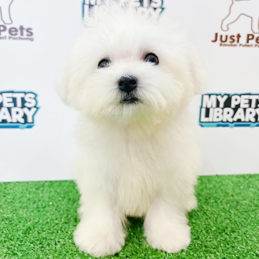 Taiwan Imported Bichon Frise Puppy (Male) For Sale