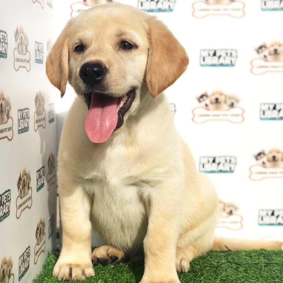 Labrador Retriever Puppy (Male) For Sale