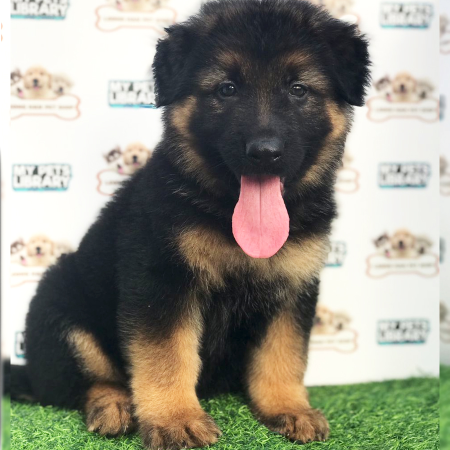 German Shepherd Puppy (Female) For Sale