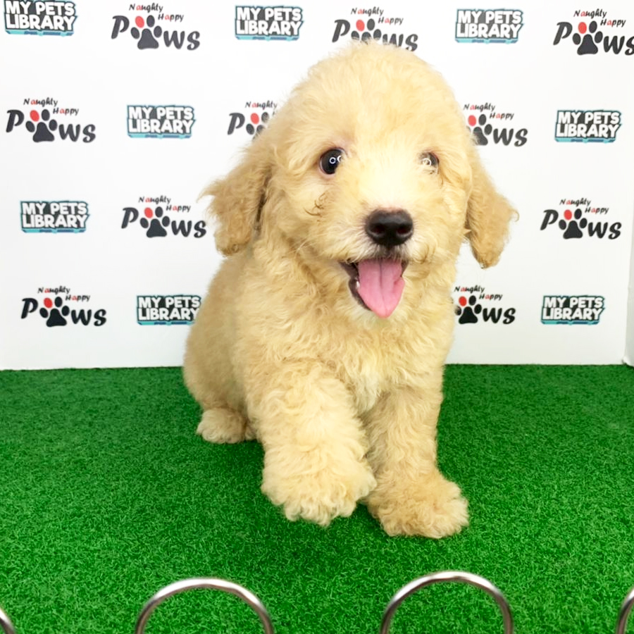 Miniature Poodle Puppy (Female) For Sale