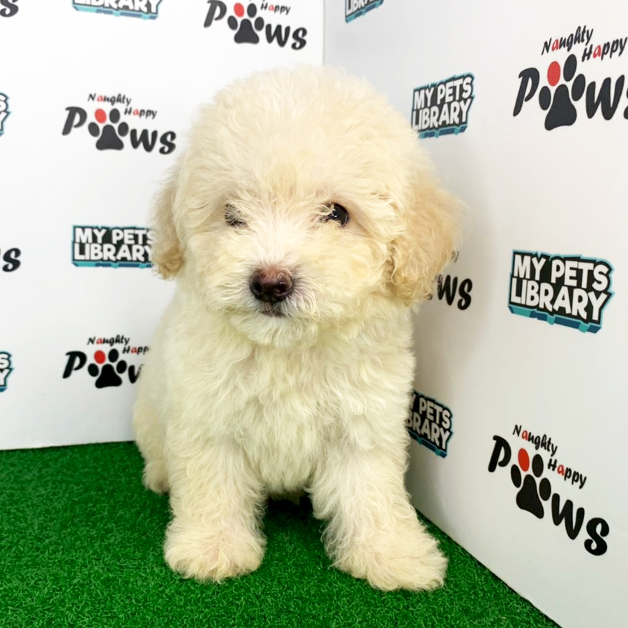 Miniature Poodle Puppy (Female) For Sale