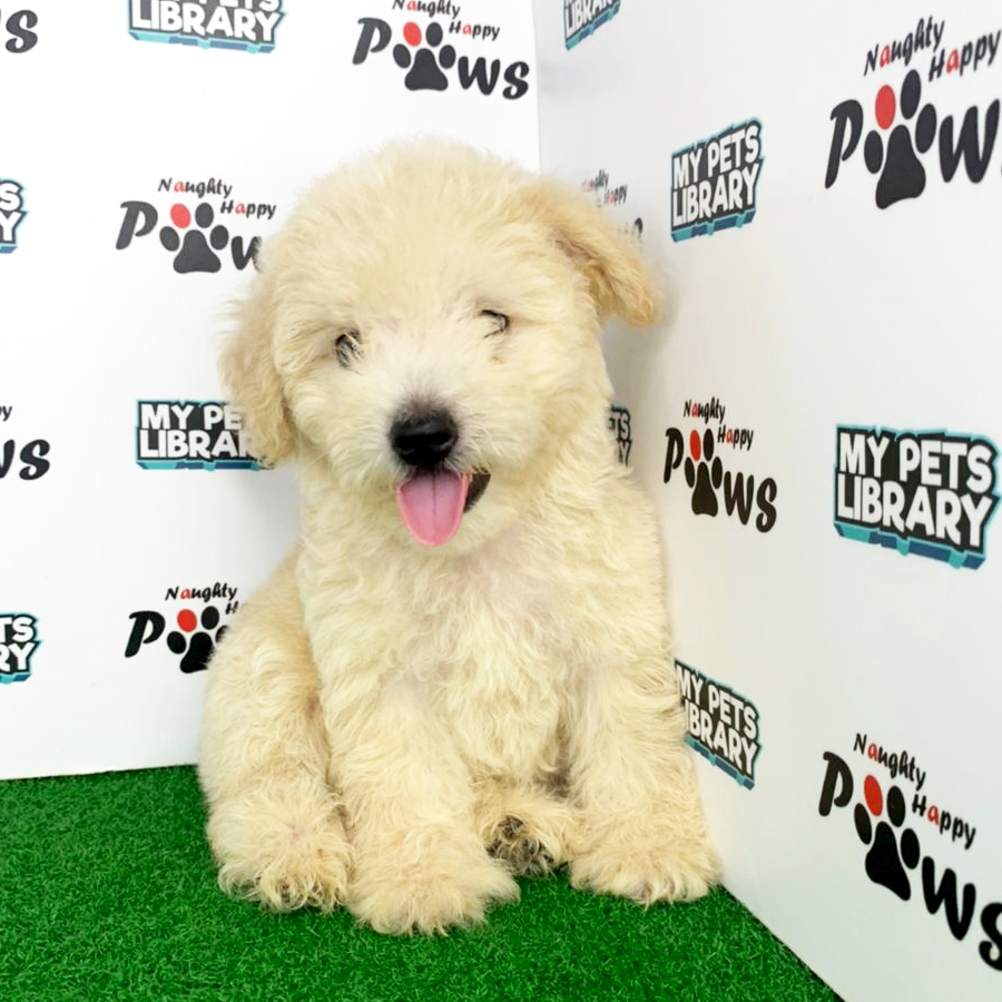 Miniature Poodle Puppy (Male) For Sale