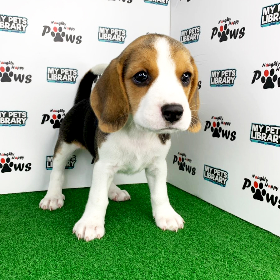 Beagle Puppy (Female) For Sale