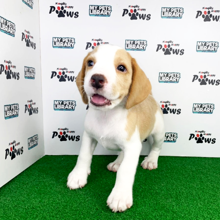 Beagle Puppy (Female) For Sale