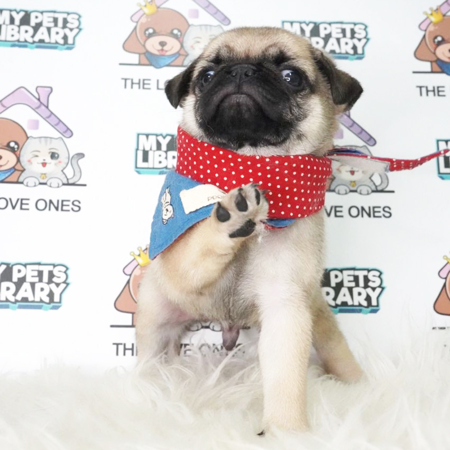 Pug Puppy (Male) For Sale