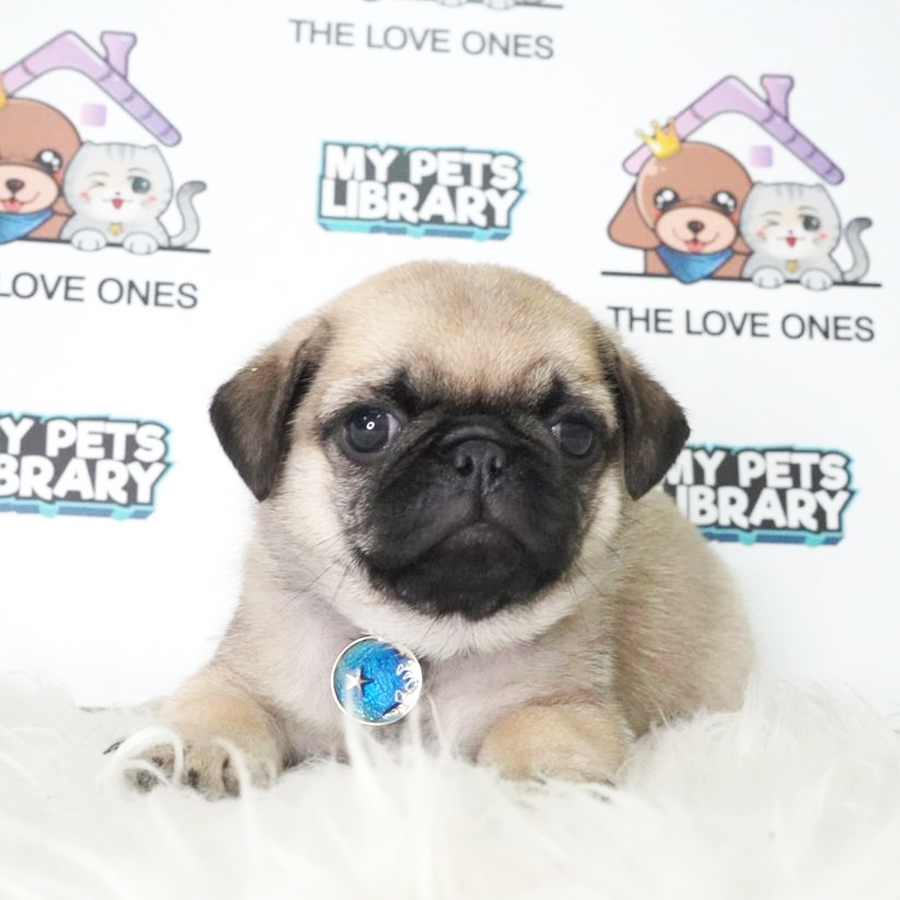 Pug Puppy (Male) For Sale