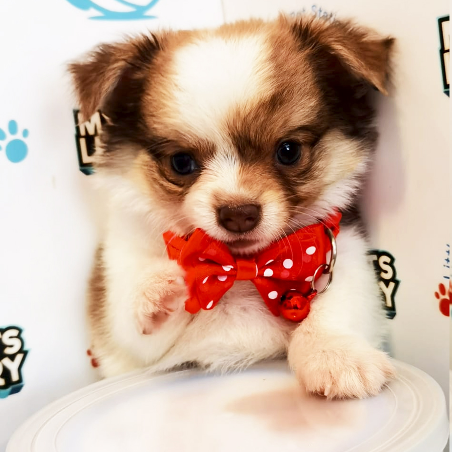 Long Coat Chihuahua Puppy (Male) For Sale
