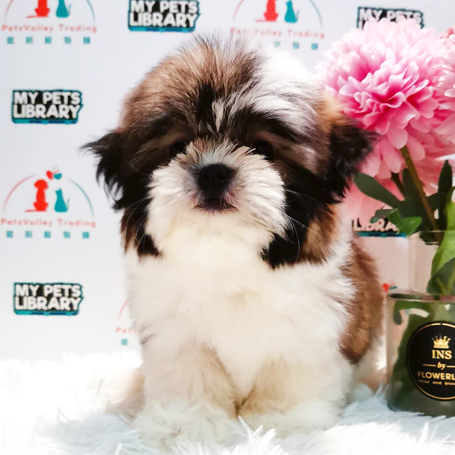Shih Tzu Puppy (Female) For Sale