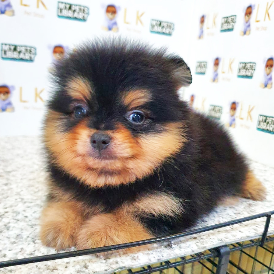 Pomeranian Puppy (Male) For Sale