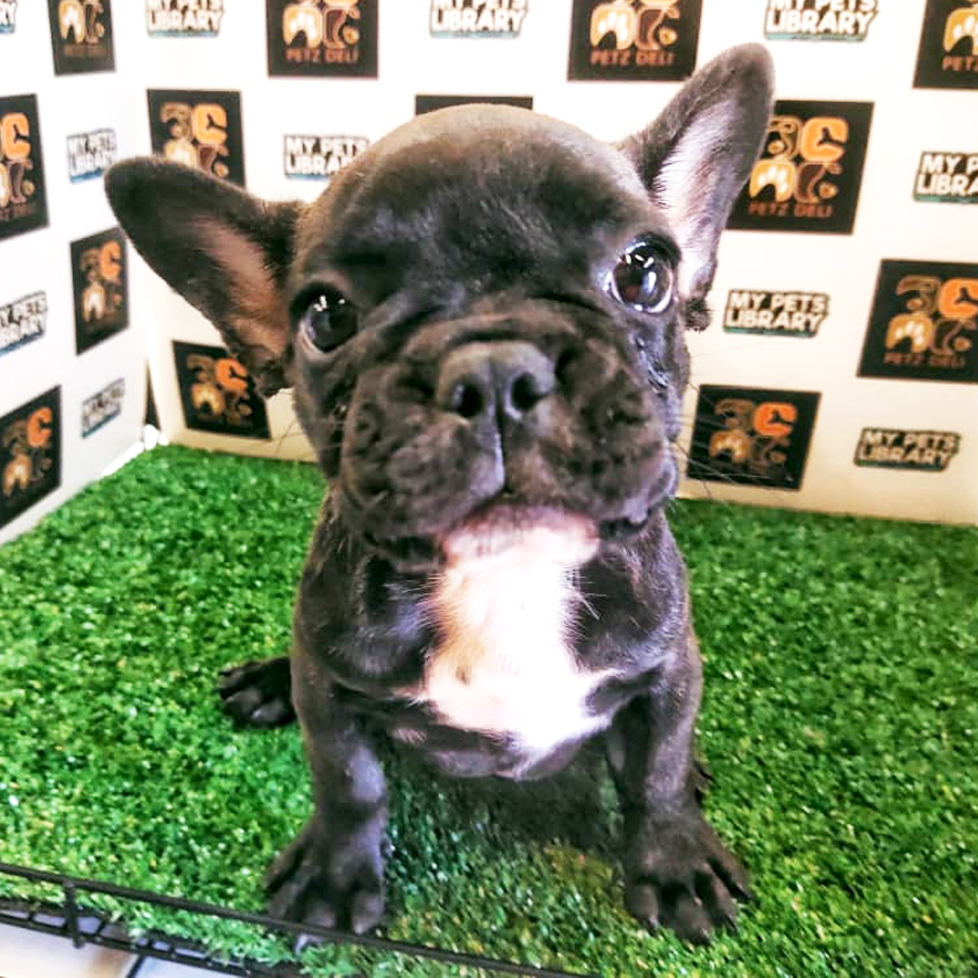 French Bulldog Puppy (Female) For Sale